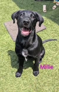 Millie - Photo 1