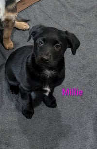 Millie - Photo 2
