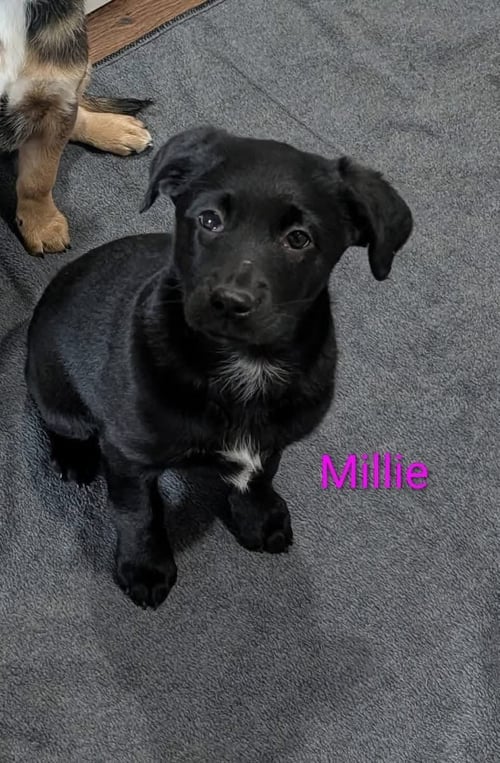 MILLIE - Jack Russell Terrier / Poodle (Standard) available for adoption