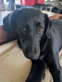 Millie - Photo 2