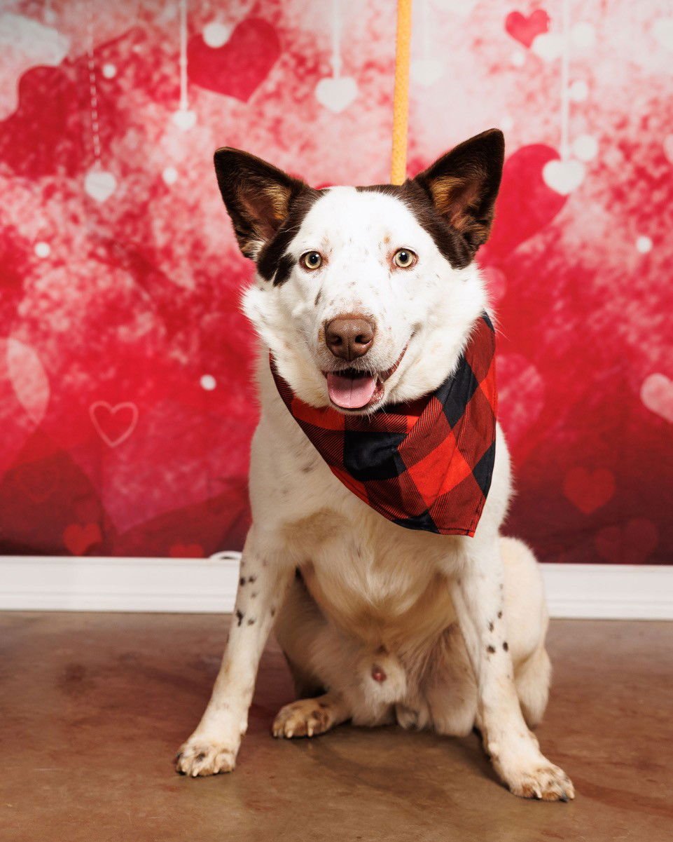 COTTON - Cattle Dog / Red Heeler available for adoption
