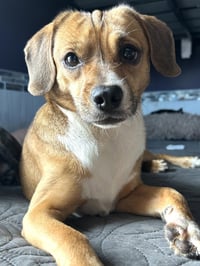 Biscuit the Beagle - Photo 4