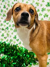 Biscuit the Beagle - Photo 5