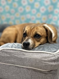 Biscuit the Beagle - Photo 2