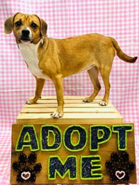 Biscuit the Beagle - Photo 6
