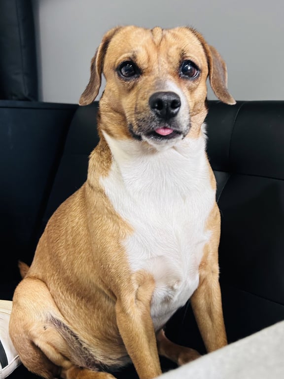 Biscuit the Beagle Image
