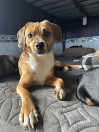 Biscuit the Beagle - Photo 7