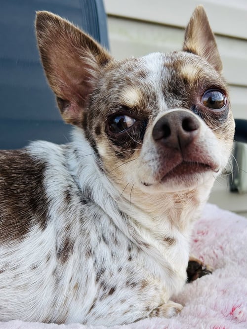 DOUGIE - Chihuahua available for adoption