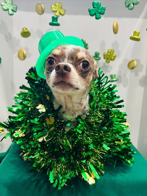 DOUGIE - Chihuahua available for adoption