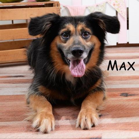 MAX - Border Collie available for adoption