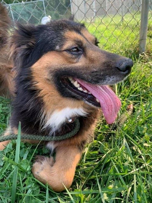 MAX - Border Collie available for adoption