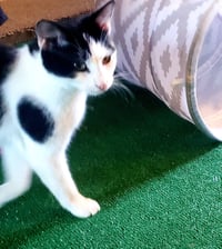Gigi the cat - Photo 8