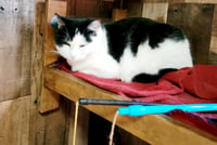 Gigi the cat - Photo 4