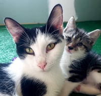 Gigi the cat - Photo 5