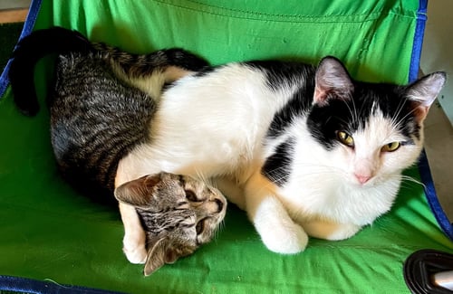 GIGI THE CAT - American Shorthair available for adoption