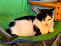 Gigi the cat - Photo 7