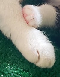 Gigi the cat - Photo 6