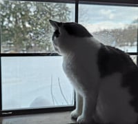 Gigi the cat - Photo 3