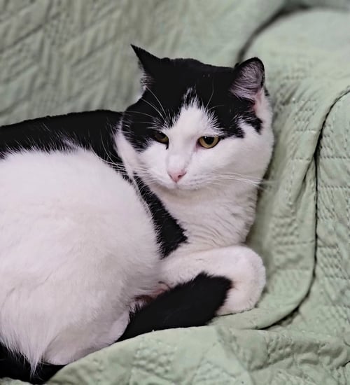 GIGI THE CAT - American Shorthair available for adoption