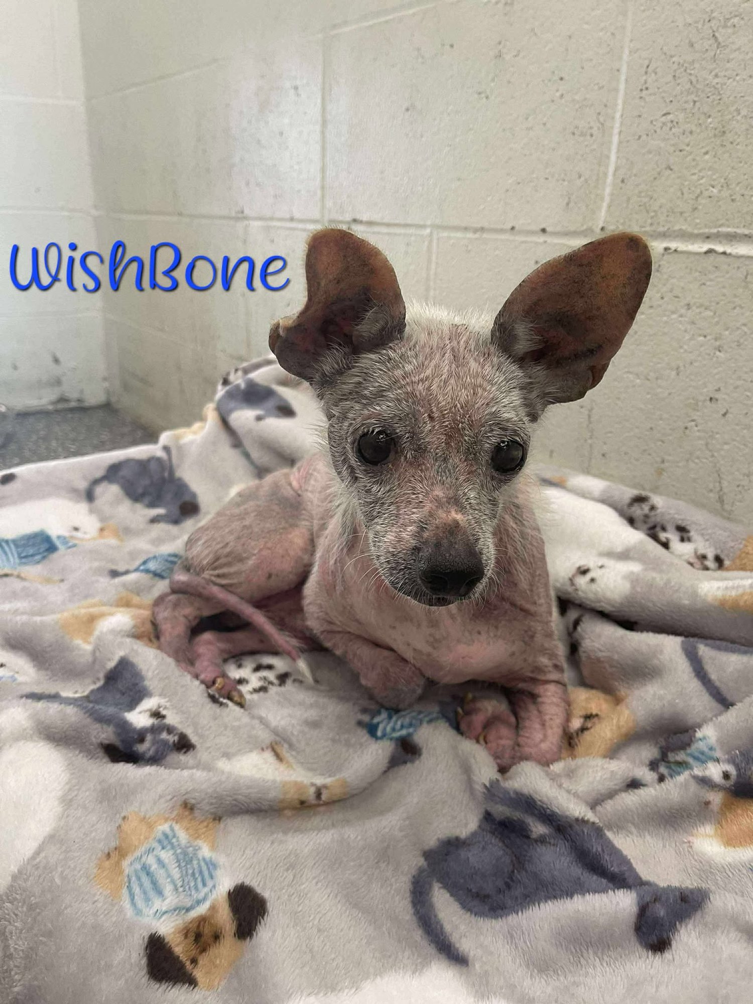 WISHBONE - Chihuahua available for adoption