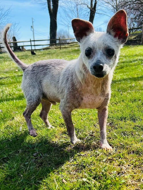 WISHBONE - Chihuahua available for adoption