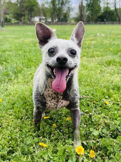 WISHBONE - Chihuahua available for adoption