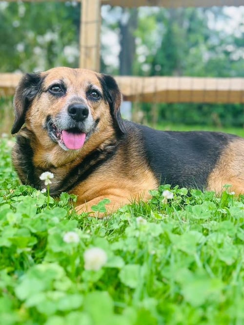 HARLEY - Hound available for adoption