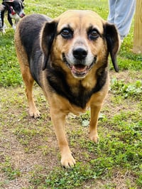 Harley - Photo 3