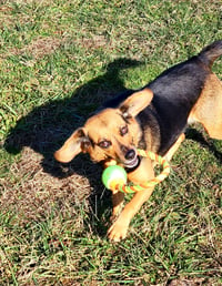 Harley - Photo 5