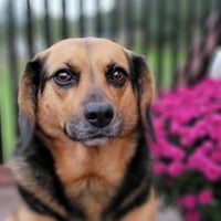Harley - Photo 6