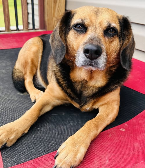 HARLEY - Hound available for adoption