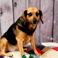 Harley - Photo 4