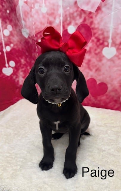 PAIGE - Hound available for adoption