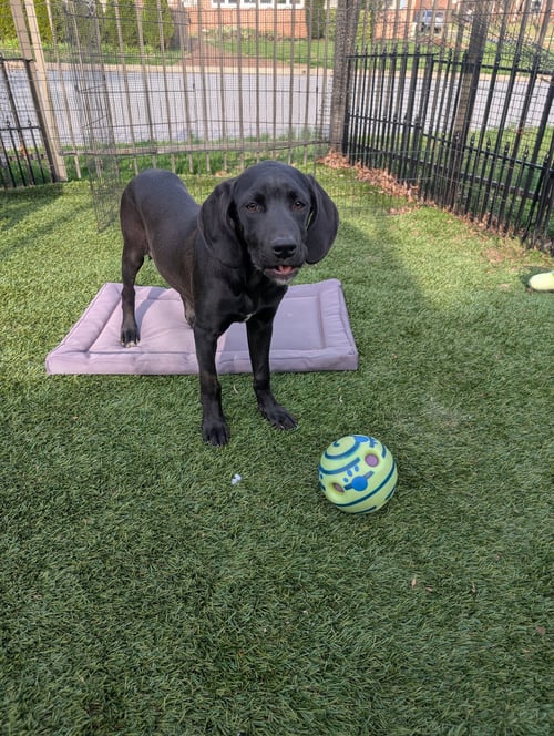 PAIGE - Hound / Labrador Retriever available for adoption