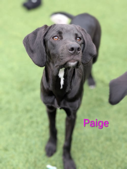 PAIGE - Hound / Labrador Retriever available for adoption