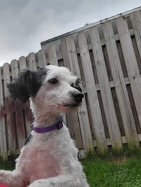 Diva / Baby - Photo 4