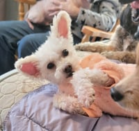 Diva / Baby - Photo 6