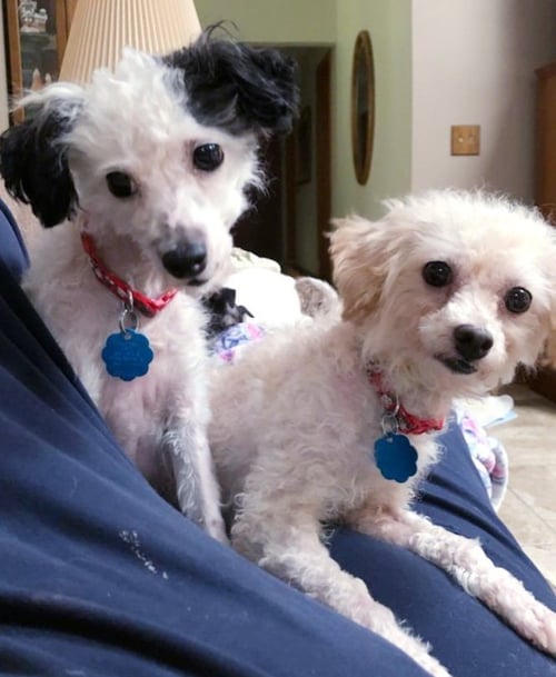 DIVA / BABY - Poodle (Miniature) available for adoption