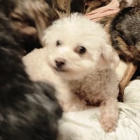 Diva / Baby - Photo 7