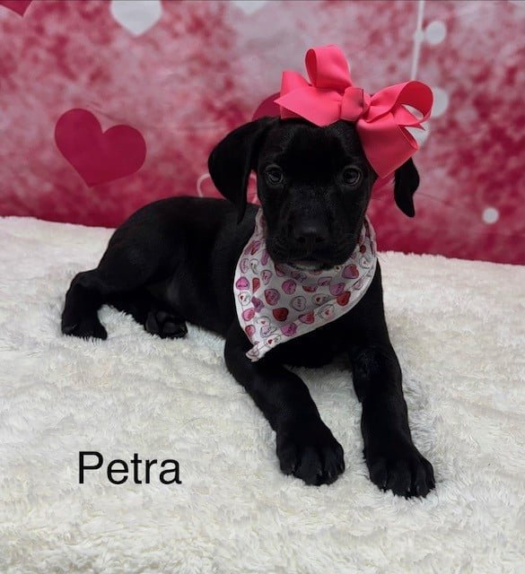 PETRA - Hound available for adoption