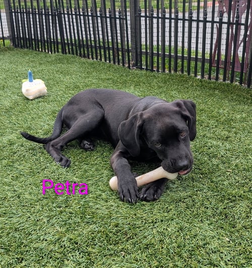 PETRA - Hound available for adoption