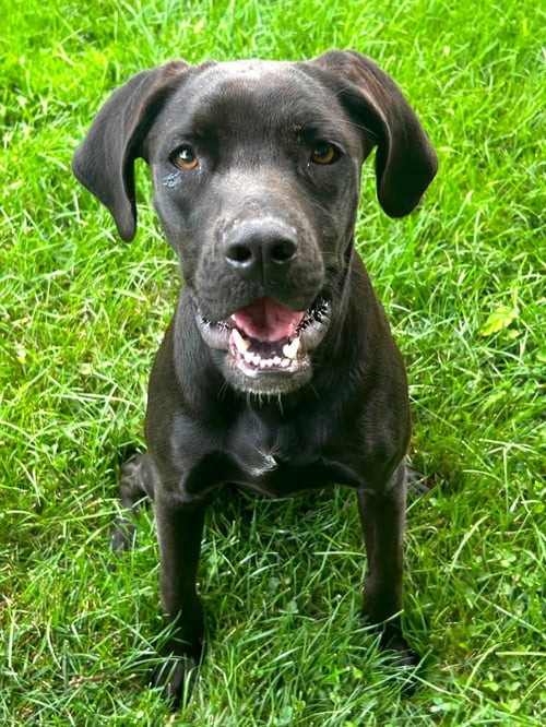 PETRA - Hound available for adoption