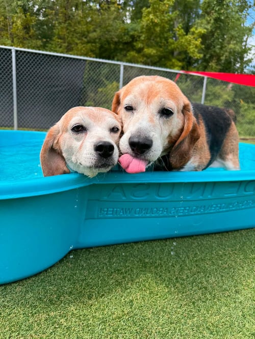 EUGENE & ETHEL - Beagle available for adoption