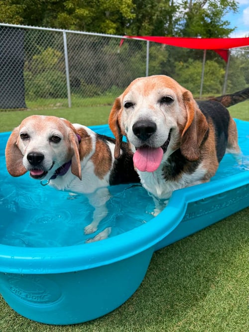 EUGENE & ETHEL - Beagle available for adoption