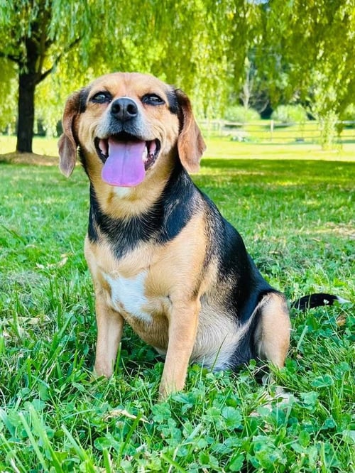 PUDDIN - Beagle available for adoption