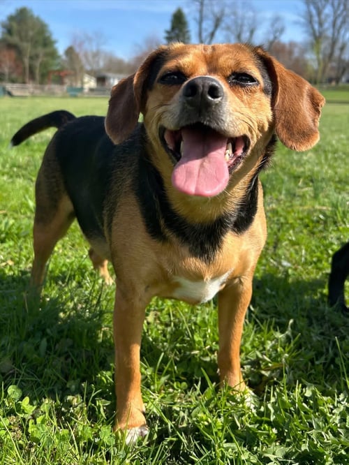 PUDDIN - Beagle available for adoption