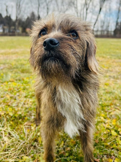 MUFASA - Wirehaired Fox Terrier / Chihuahua available for adoption