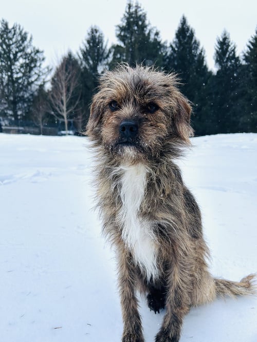 MUFASA - Wirehaired Fox Terrier / Chihuahua available for adoption