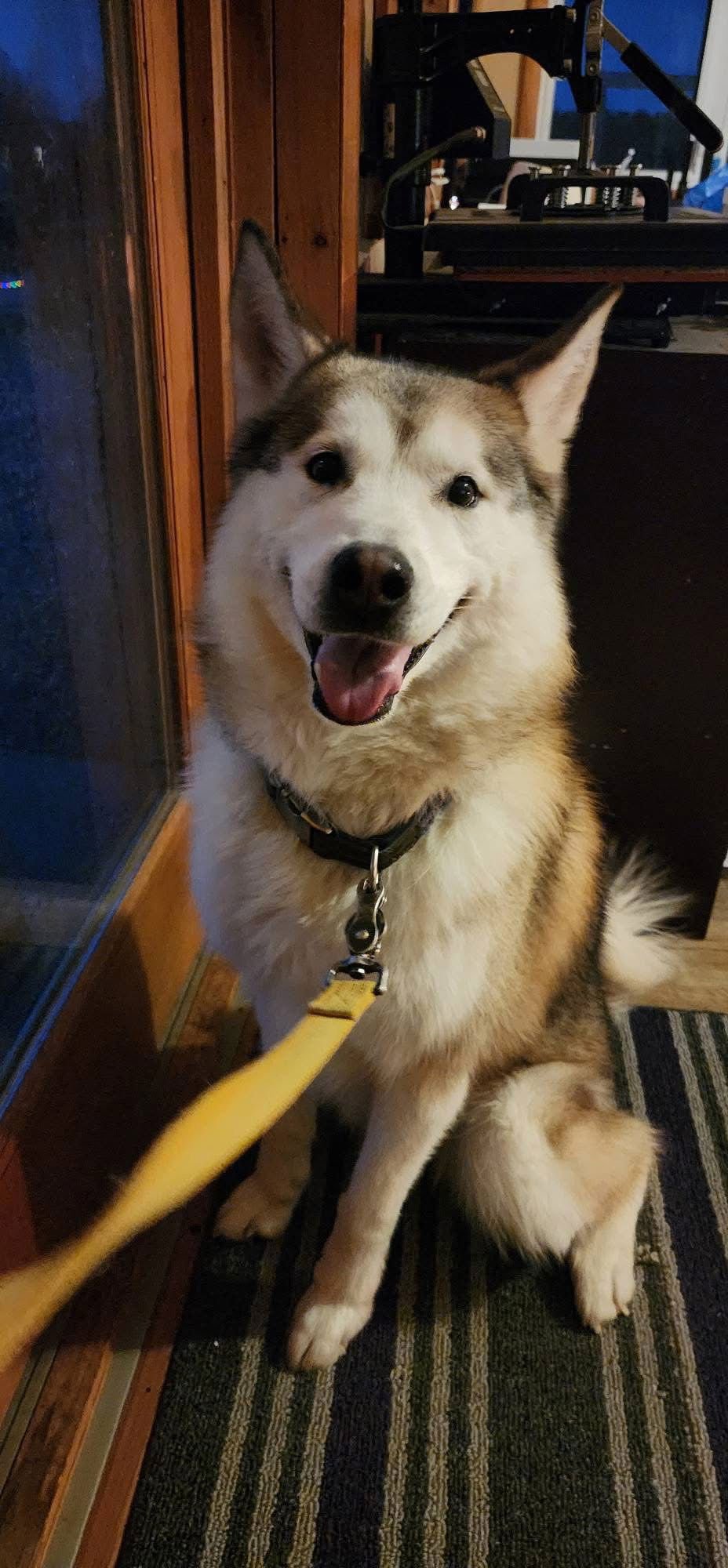 MYA - Alaskan Malamute available for adoption