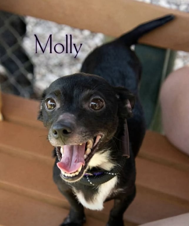 Molly Image